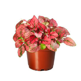 Confetti Red, Hypoestes Seed